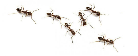 ants effecting water supply